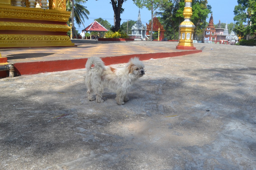 Mais um cachorro, agora cambojano...