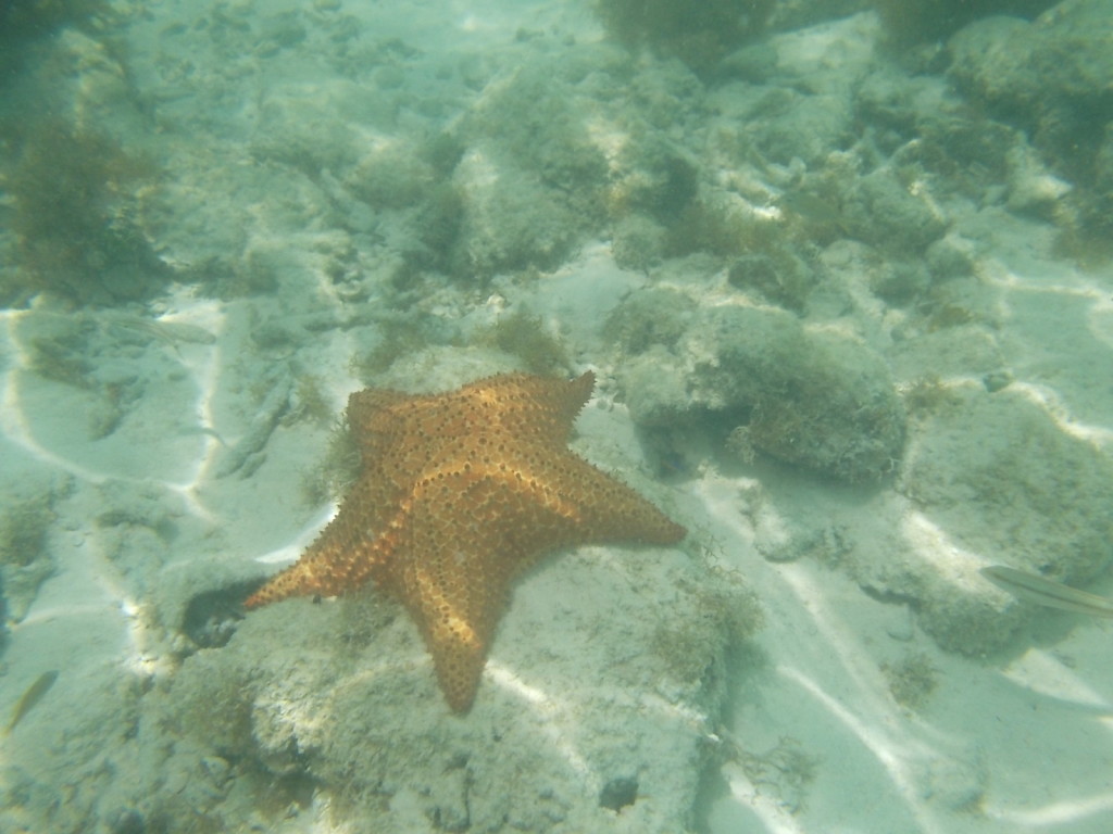 Em Krasquí, é muito fácil encontrar estrelas-do-mar